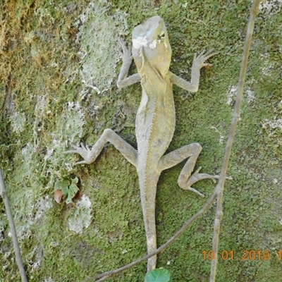 Hypsilurus spinipes (Angle-headed Dragon) at Pappinbarra, NSW - 19 Jan 2019 by jonvanbeest