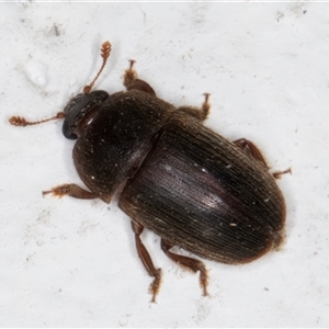 Nitidulidae sp. (family) at Melba, ACT - 25 Nov 2024 11:21 PM