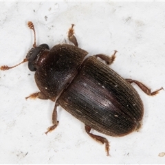 Nitidulidae sp. (family) at Melba, ACT - 25 Nov 2024 11:21 PM