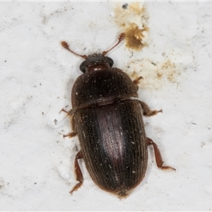 Nitidulidae sp. (family) at Melba, ACT - 25 Nov 2024 11:21 PM