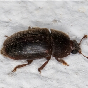 Nitidulidae sp. (family) at Melba, ACT - 25 Nov 2024 11:21 PM