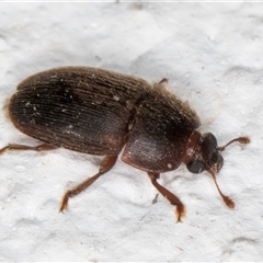 Nitidulidae sp. (family) at Melba, ACT - 25 Nov 2024 11:21 PM