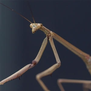 Archimantis latistyla at Higgins, ACT - 26 Nov 2024 09:04 AM