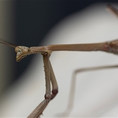 Archimantis latistyla at Higgins, ACT - 26 Nov 2024 09:04 AM