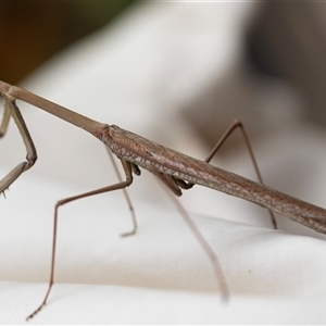 Archimantis latistyla at Higgins, ACT - 26 Nov 2024 09:04 AM