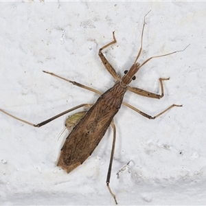 Sastrapada australica (An assassin bug) at Melba, ACT by kasiaaus