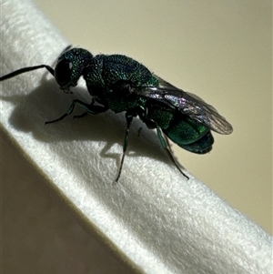 Chrysididae (family) (Cuckoo wasp or Emerald wasp) at Jerrabomberra, ACT by Jubeyjubes