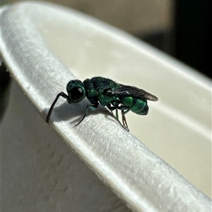 Chrysididae (family) at Jerrabomberra, ACT - 27 Nov 2024