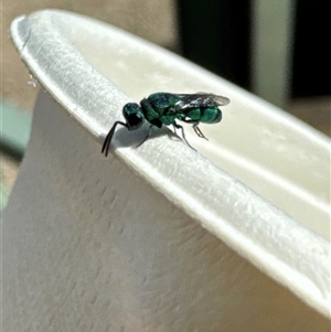 Chrysididae (family) at Jerrabomberra, ACT - 27 Nov 2024