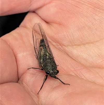 Yoyetta australicta (Southern Ticking Ambertail) at Acton, ACT - 26 Nov 2024 by HelenCross