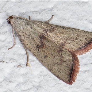 Callionyma sarcodes (A Galleriinae moth) at Melba, ACT by kasiaaus