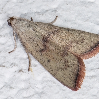 Callionyma sarcodes (A Galleriinae moth) at Melba, ACT - 25 Nov 2024 by kasiaaus