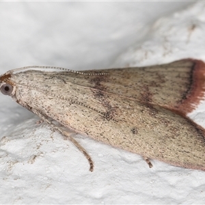 Callionyma sarcodes at Melba, ACT - 25 Nov 2024 11:29 PM