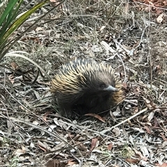 Tachyglossus aculeatus (Short-beaked Echidna) at Acton, ACT - 26 Nov 2024 by PeterR