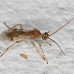 Ichneumonoidea (Superfamily) (A species of parasitic wasp) at Melba, ACT by kasiaaus