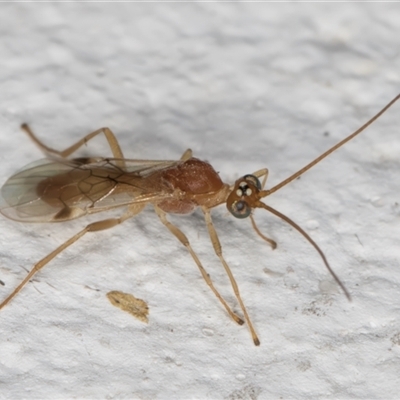 Ichneumonoidea (Superfamily) (A species of parasitic wasp) at Melba, ACT - 25 Nov 2024 by kasiaaus
