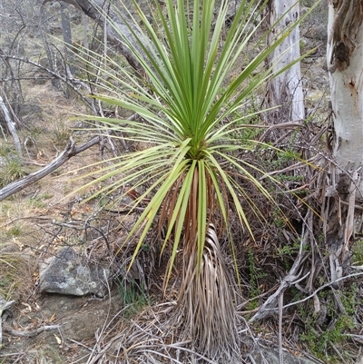 Cordyline sp. (Cordyline) at Cooma, NSW - 26 Nov 2024 by mahargiani