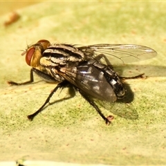 Oxysarcodexia varia (Striped Dung Fly) at Belconnen, ACT - 26 Nov 2024 by Thurstan