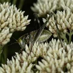 Ephippitytha trigintiduoguttata (Mottled Katydid) at Bungonia, NSW - 26 Nov 2024 by AlisonMilton