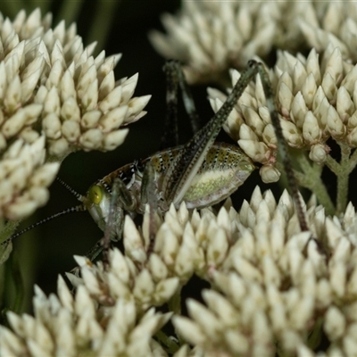 Ephippitytha trigintiduoguttata (Mottled Katydid) at Bungonia, NSW - 26 Nov 2024 by AlisonMilton