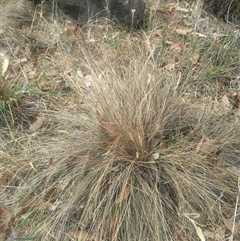 Poa sieberiana (Poa Tussock) at Fraser, ACT - 26 Nov 2024 by rbannister