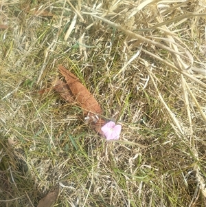 Convolvulus angustissimus subsp. angustissimus (Australian Bindweed) at Fraser, ACT by rbannister