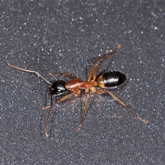 Camponotus consobrinus (Banded sugar ant) at Bungonia, NSW - 26 Nov 2024 by AlisonMilton