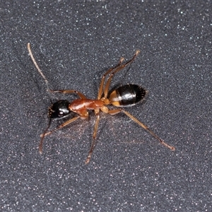 Camponotus consobrinus at Bungonia, NSW - 26 Nov 2024 04:43 PM