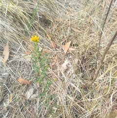 Hypericum perforatum (St John's Wort) at Fraser, ACT - 26 Nov 2024 by rbannister