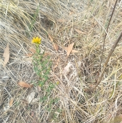 Hypericum perforatum (St John's Wort) at Fraser, ACT - 25 Nov 2024 by rbannister