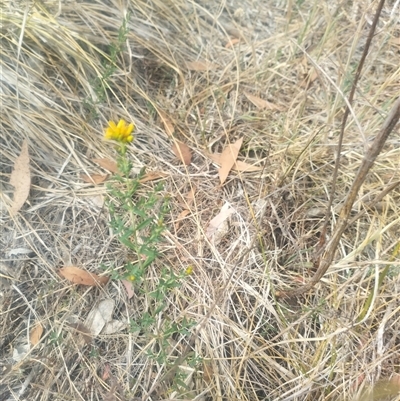 Hypericum perforatum (St John's Wort) at Fraser, ACT - 25 Nov 2024 by rbannister