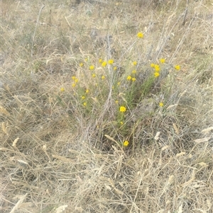 Chrysocephalum semipapposum (Clustered Everlasting) at Fraser, ACT by rbannister