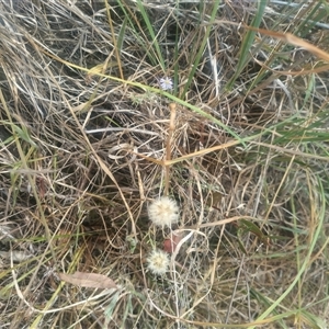 Vittadinia gracilis (New Holland Daisy) at Fraser, ACT by rbannister