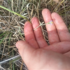 Vittadinia gracilis at Fraser, ACT - 26 Nov 2024