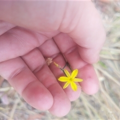 Tricoryne elatior (Yellow Rush Lily) at Flynn, ACT - 26 Nov 2024 by rbannister
