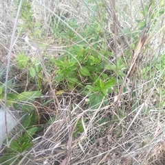 Viburnum tinus at Flynn, ACT - 26 Nov 2024