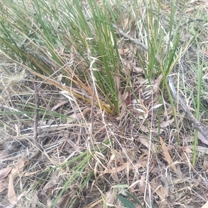 Lomandra sp. at Flynn, ACT - 26 Nov 2024 10:36 AM