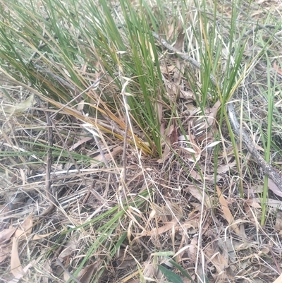 Lomandra sp. (A Matrush) at Flynn, ACT - 25 Nov 2024 by rbannister