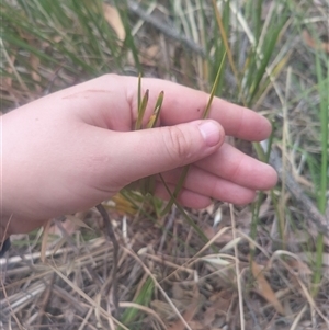 Lomandra sp. at Flynn, ACT - 26 Nov 2024 10:36 AM