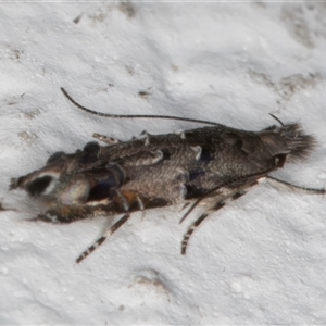 Leptozestis and Trachydora (genera) at Melba, ACT - 25 Nov 2024