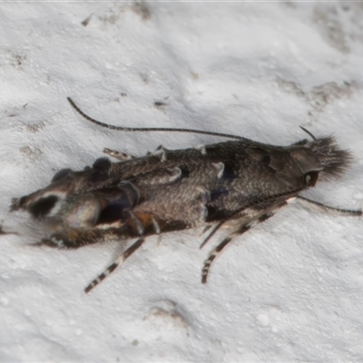 Leptozestis and Trachydora (genera) (A cosmet moth) at Melba, ACT - 25 Nov 2024 by kasiaaus