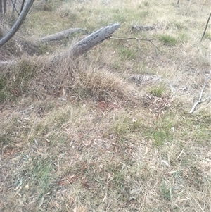 Microlaena stipoides (Weeping Grass) at Flynn, ACT by rbannister