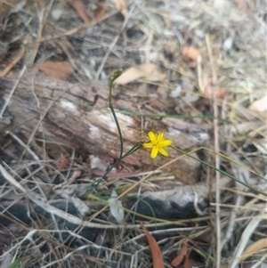 Tricoryne elatior (Yellow Rush Lily) at Flynn, ACT by rbannister