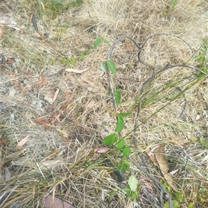 Lonicera japonica at Flynn, ACT - 26 Nov 2024 10:46 AM