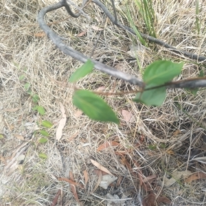 Lonicera japonica at Flynn, ACT - 26 Nov 2024 10:46 AM