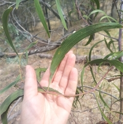 Acacia implexa at Flynn, ACT - 26 Nov 2024 10:48 AM