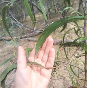 Acacia implexa at Flynn, ACT - 26 Nov 2024 10:48 AM