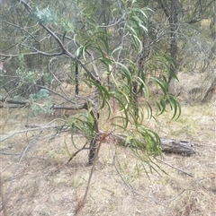 Acacia implexa at Flynn, ACT - 26 Nov 2024 10:48 AM