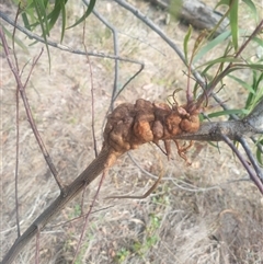 Uromycladium implexae at Flynn, ACT - 26 Nov 2024 by rbannister