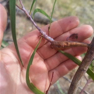 Uromycladium implexae at Flynn, ACT - 26 Nov 2024